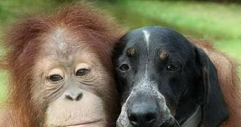 Совместимость непредсказуемой обезьяны и верной собаки