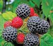 Black raspberry Cumberland: planting and care