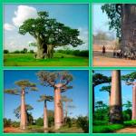 बाओबाब - एका विशाल दीर्घायुषी झाडाचे वर्णन आणि फोटो बाओबाब्सबद्दलचा एक मनोरंजक व्हिडिओ