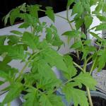 Výsadba semien paradajok pre sadenice doma: pravidlá výsevu Kedy zasadiť sadenice paradajok v marci