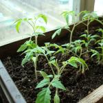 ¿Qué hacer si las plántulas de tomate no crecen bien después de la recolección?