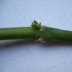 Sedum - monen tyyppinen kasvi istutettavaksi maassa