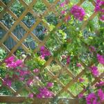 Do-it-yourself clematis support: ιδέες για καλτσοδέτα