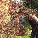 Armazenando viburno em casa para o inverno: frutas frescas e secas, suco e geléia Como armazenar viburnos para o inverno