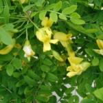 Ainutlaatuinen hunajakasvi, jolla on parantavia ominaisuuksia – Yellow Acacia