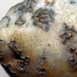 Kaedah memerangi penyakit kentang Bagaimana untuk menghilangkan reput kering di dalam tanah